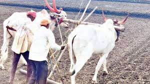 शेतकऱ्यांनी पेरणीची घाई करू नये – हवामान विभाग